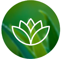 aceite-esencial-aloe-vera