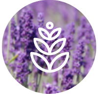 aceite-esencial-lavanda