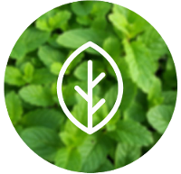 aceite-esencial-menta